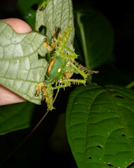 Panacanthus cuspidatus