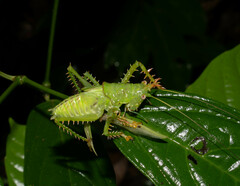 Panacanthus cuspidatus