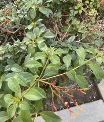 Embothrium coccineum