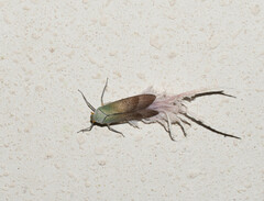 Pterodictya reticularis