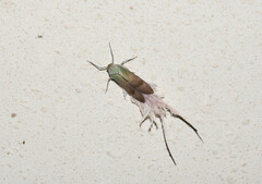 Pterodictya reticularis