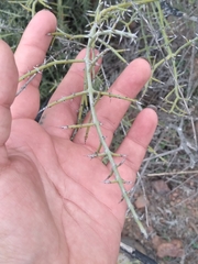 Adolphia californica