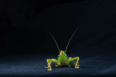 Panacanthus cuspidatus