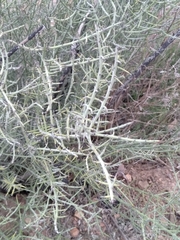 Adolphia californica