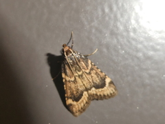 Aglossa