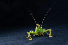 Panacanthus cuspidatus