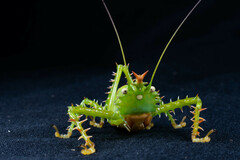 Panacanthus cuspidatus