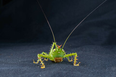 Panacanthus cuspidatus