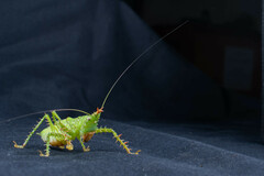 Panacanthus cuspidatus