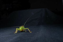 Panacanthus cuspidatus