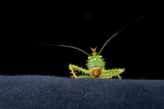 Panacanthus cuspidatus