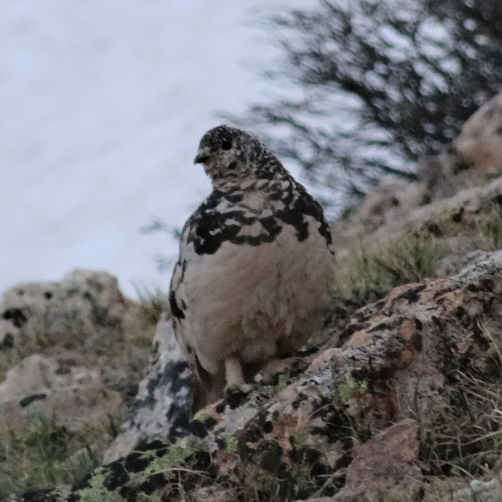 White-tailed Ptarmigan