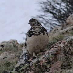 Lagopus leucura altipetens