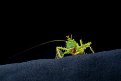 Panacanthus cuspidatus