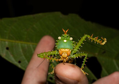 Panacanthus cuspidatus