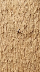 Ochetellus glaber