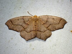 Lambdina fiscellaria