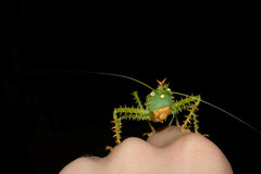 Panacanthus cuspidatus