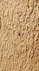 Ochetellus glaber