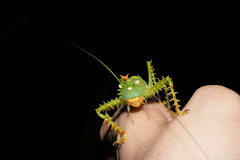 Panacanthus cuspidatus