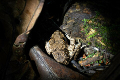 Oreobates quixensis