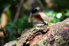 Psolodesmus mandarinus mandarinus