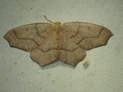 Lambdina fiscellaria