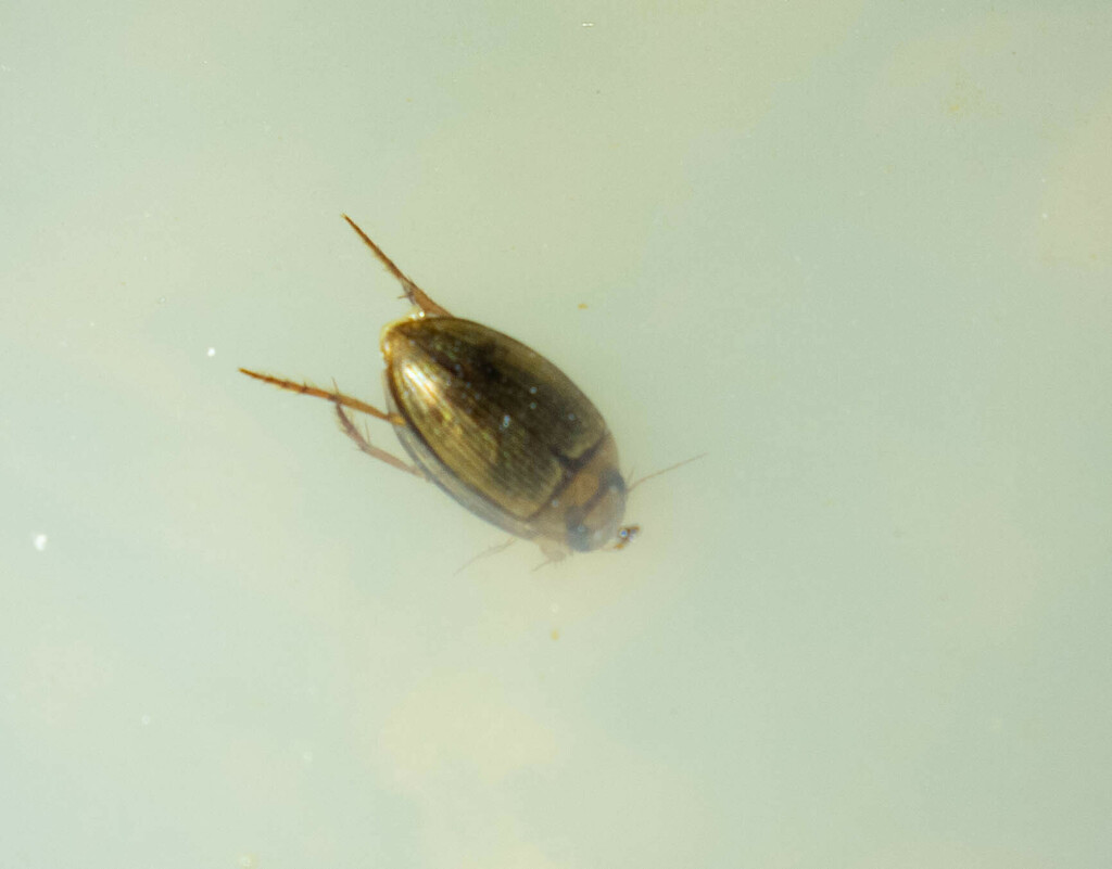 Copelatus concolor