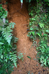 Manis pentadactyla pentadactyla