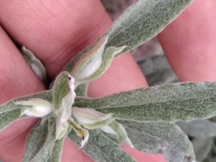 Pseudognaphalium biolettii