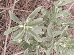 Pseudognaphalium biolettii