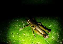 Ommatolampis perspicillata