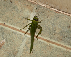 Steirodon