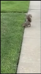 Sciurus niger