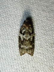 Acleris variana