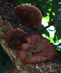 Hexagonia tenuis