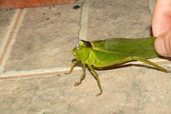 Steirodon