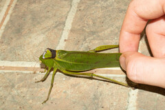 Steirodon