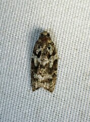 Acleris variana