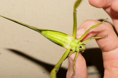 Steirodon