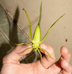 Steirodon
