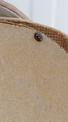 Coccinella leonina