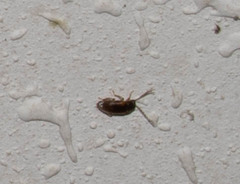 Ptilodactyla