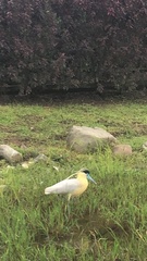 Pilherodius pileatus