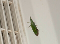 Odontoptera carrenoi