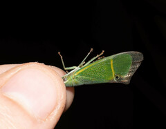 Odontoptera carrenoi