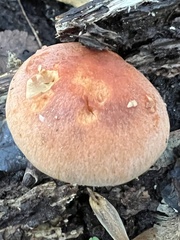 Hypholoma lateritium