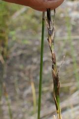 Carex cyanea