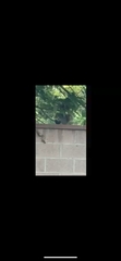 Sciurus niger