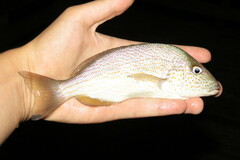 Orthopristis chrysoptera